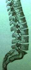 lumbar spine model
