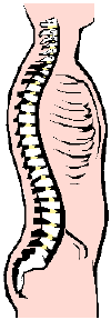 spine posture